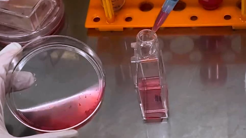 Isolation of Monocyte-Macrophage Lineage Cells from Rat Bones by Secondary Adherence Method