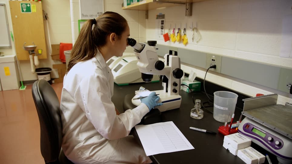 Measuring <em>Caenorhabditis elegans</em> Sensitivity to the Acetylcholine Receptor Agonist Levamisole