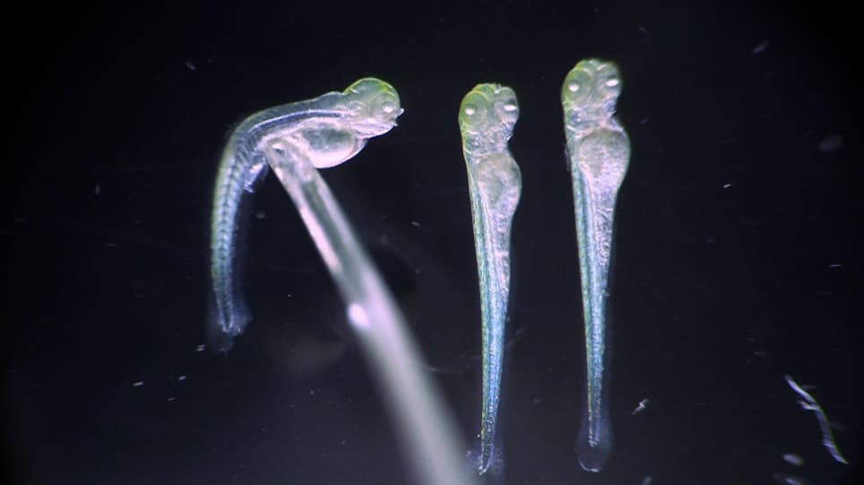 Live Imaging of Microtubule Dynamics in Glioblastoma Cells Invading the Zebrafish Brain