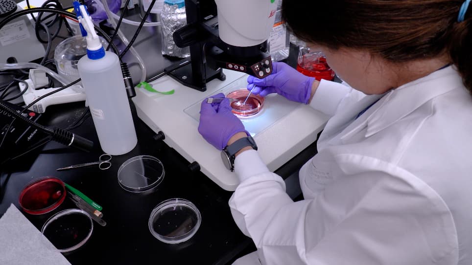 Fixation of Embryonic Mouse Tissue for Cytoneme Analysis