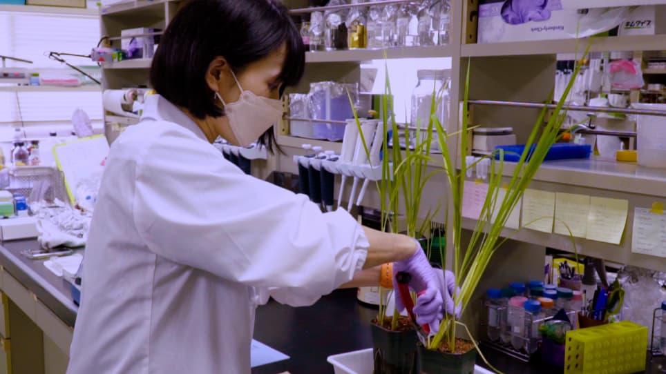 Deep Fluorescence Observation in Rice Shoots via Clearing Technology