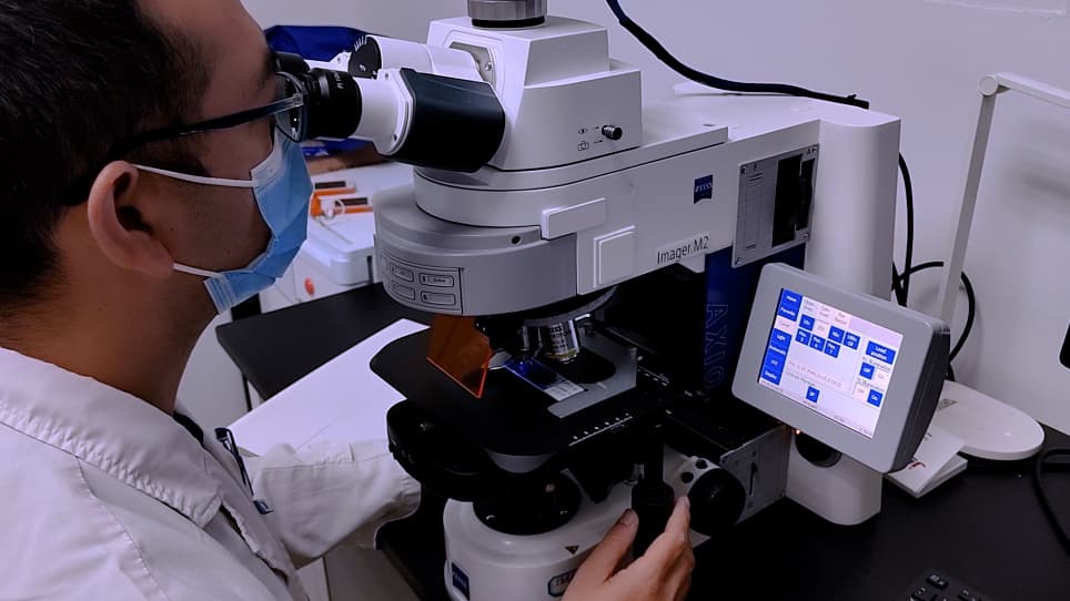 Organotypic Retinal Explant Cultures from Macaque Monkey