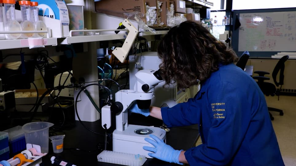 <em>C. elegans</em> Gonad Dissection and Freeze Crack for Immunofluorescence and DAPI Staining