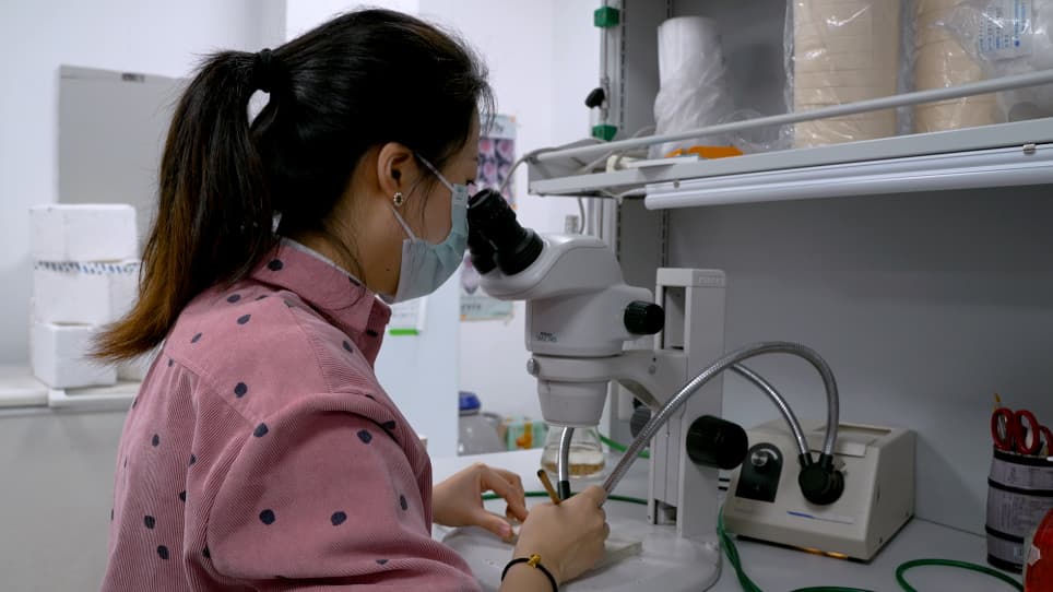 Analyzing Starvation-Induced Autophagy in the <em>Drosophila melanogaster</em> Larval Fat Body