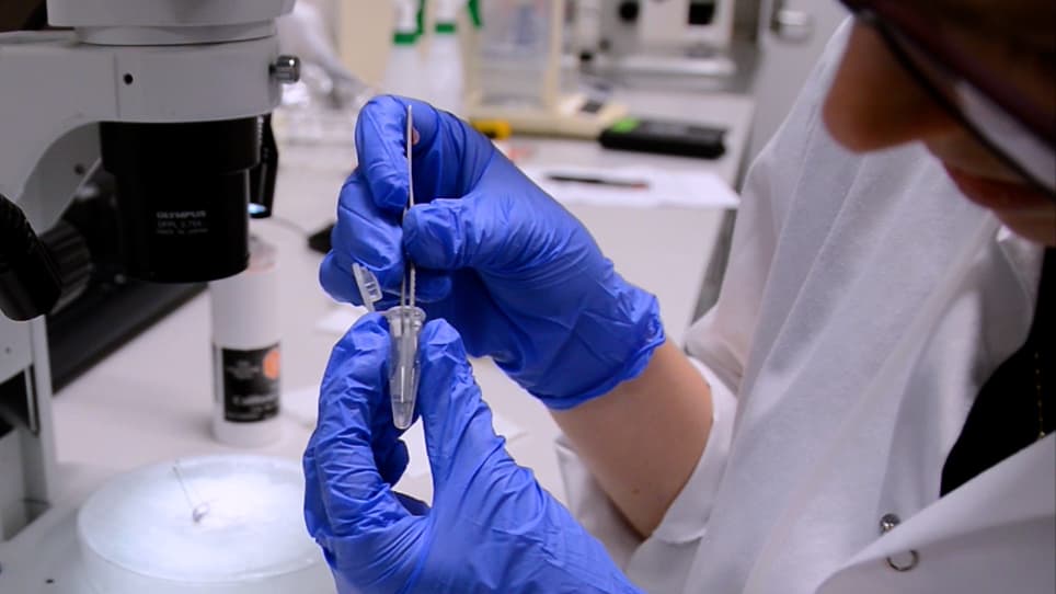 Sperm Collection and Computer-Assisted Sperm Analysis in the Teleost Model Japanese Medaka (Oryzias latipes)