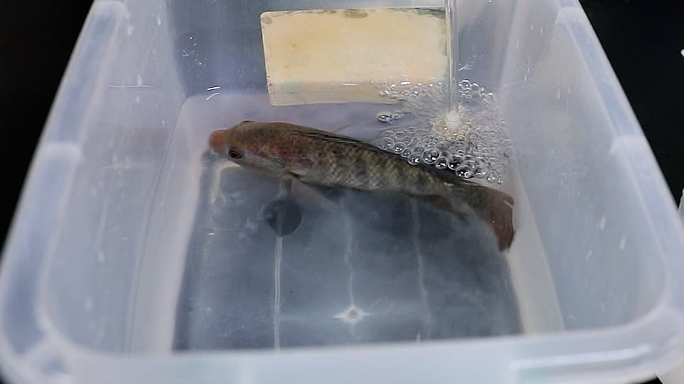 Single-Cell Suspension Preparation from Nile Tilapia Intestine for Single-Cell Sequencing