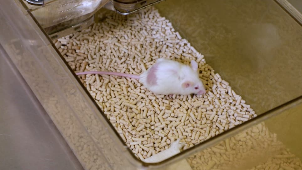 Bioluminescent Monitoring of Graft Survival in an Adoptive Transfer Model of Autoimmune Diabetes in Mice