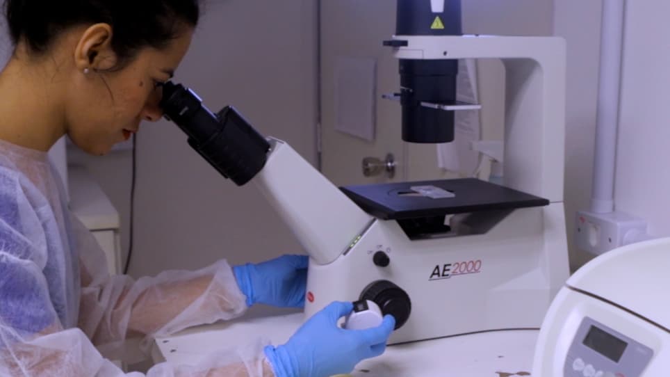Cytotoxicity Assays with Zebrafish Cell Lines