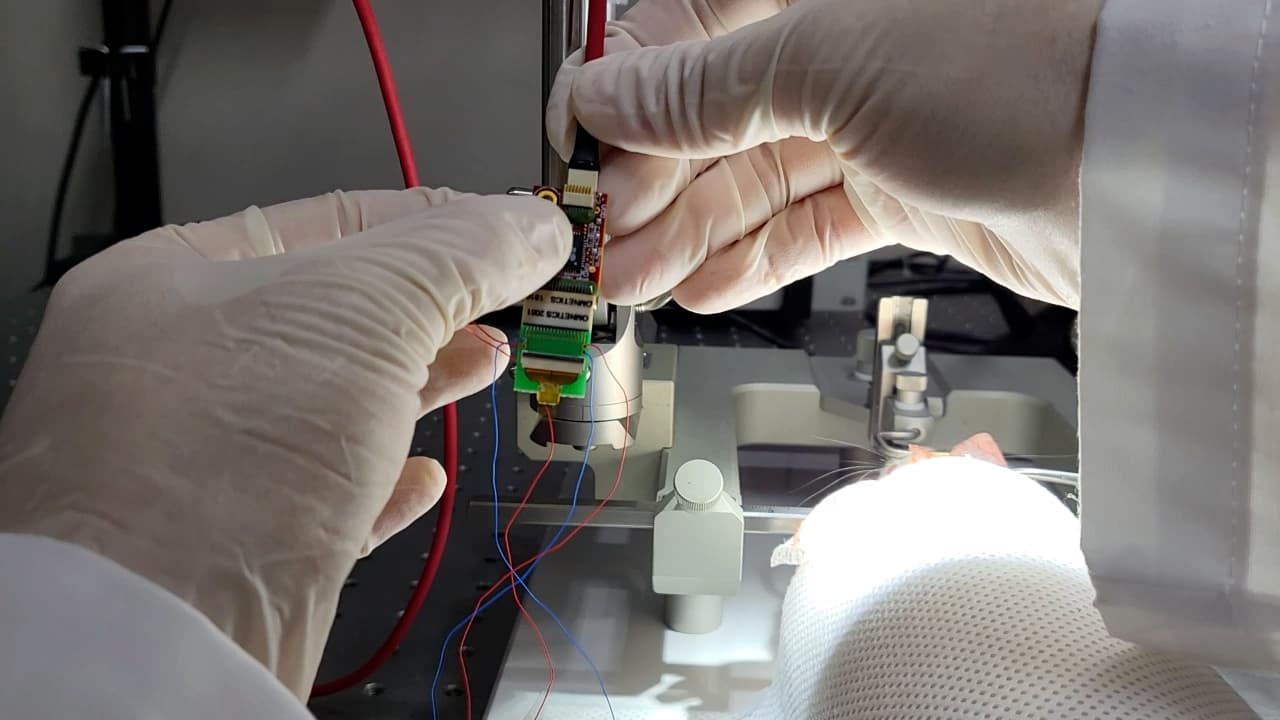 Brain Mapping Using a Graphene Electrode Array