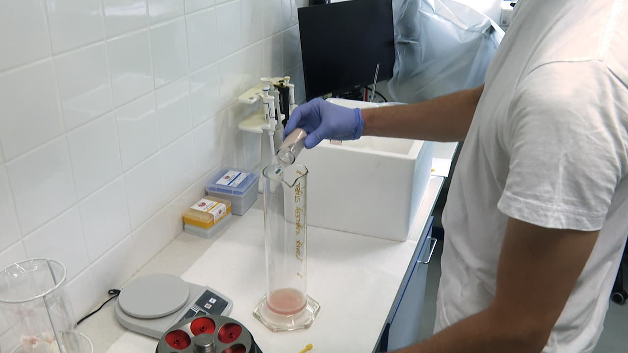Optimizing Tubulin Yield from Porcine Brain Tissue