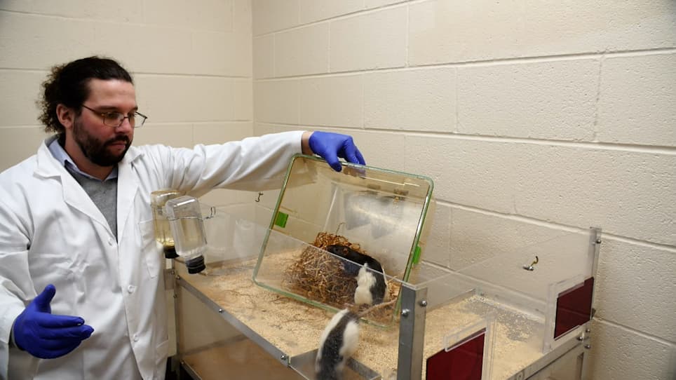 Gathering Self-Initiated Rat Behavioral Data to Characterize Post-Stroke Deficits