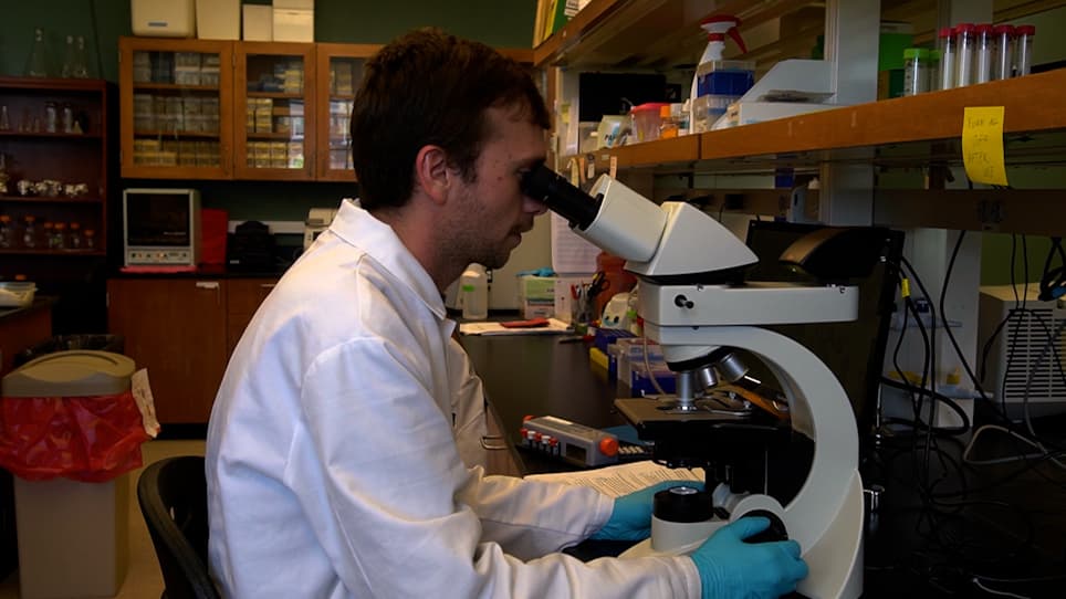 Generating Genetically Modified <em>Plasmodium berghei</em> Sporozoites