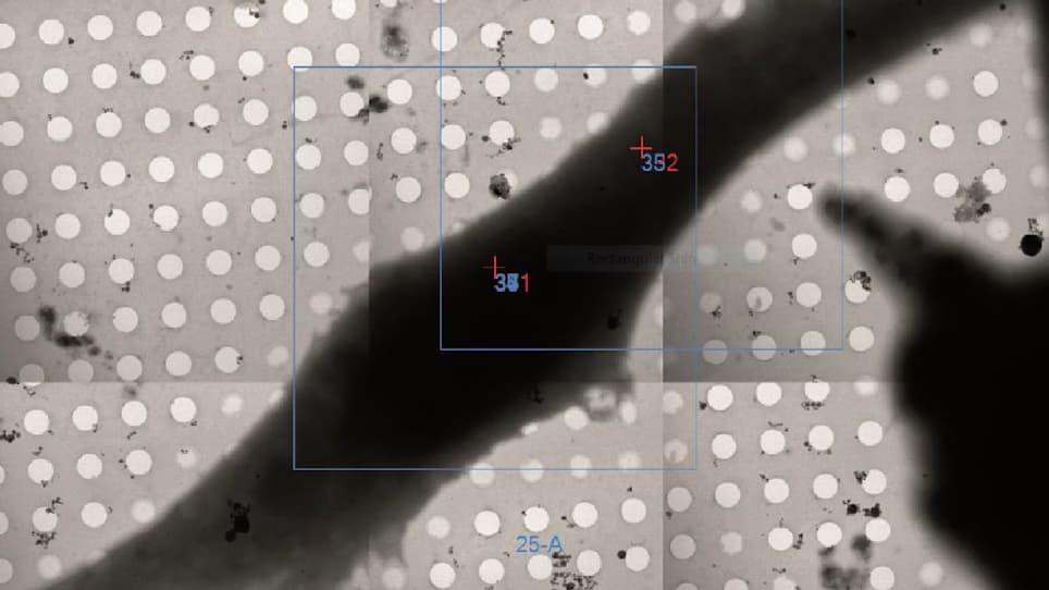 Visualization of Organelles <em>In Situ</em> by Cryo-STEM Tomography