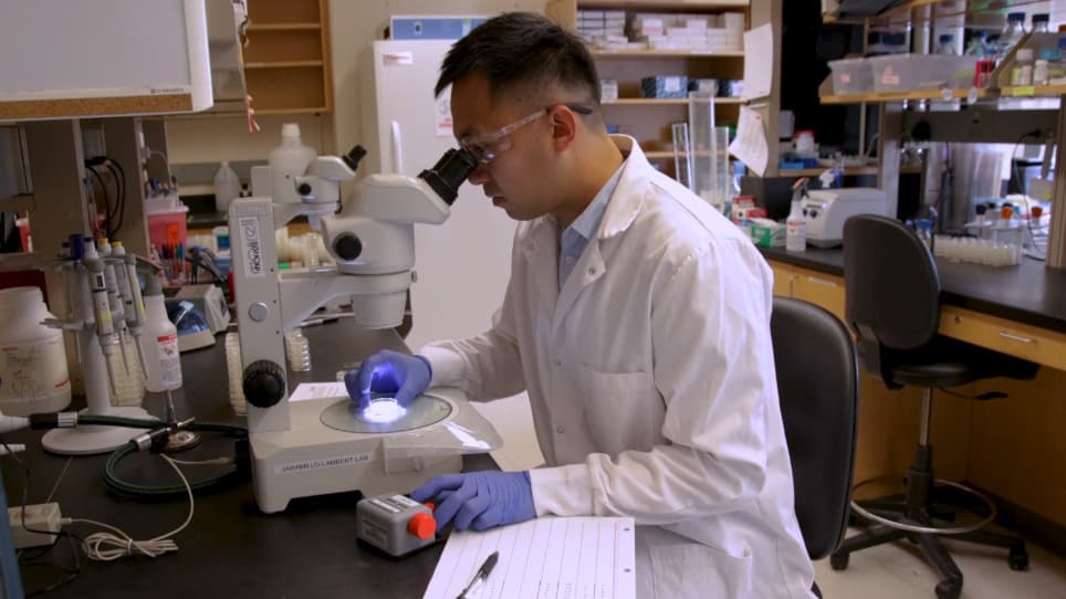 Measuring Embryonic Viability and Brood Size in <em>Caenorhabditis elegans</em>
