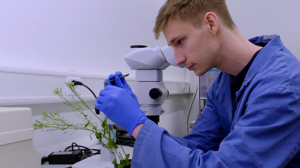 Live Imaging of Arabidopsis Pollen Tube Reception and Double Fertilization Using the Semi-In Vitro Cum Septum Method