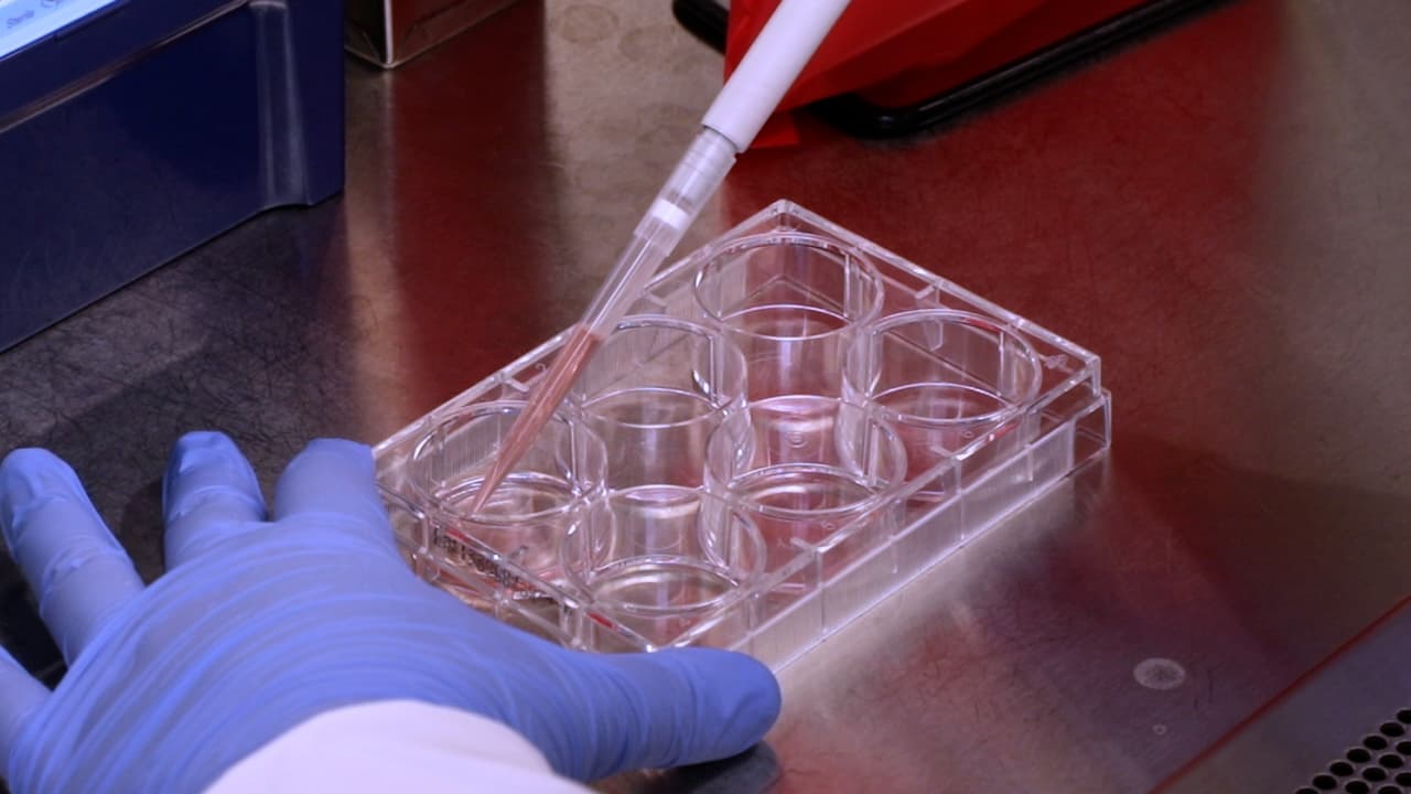 Oxygen-Independent Assays to Measure Mitochondrial Function in Mammals