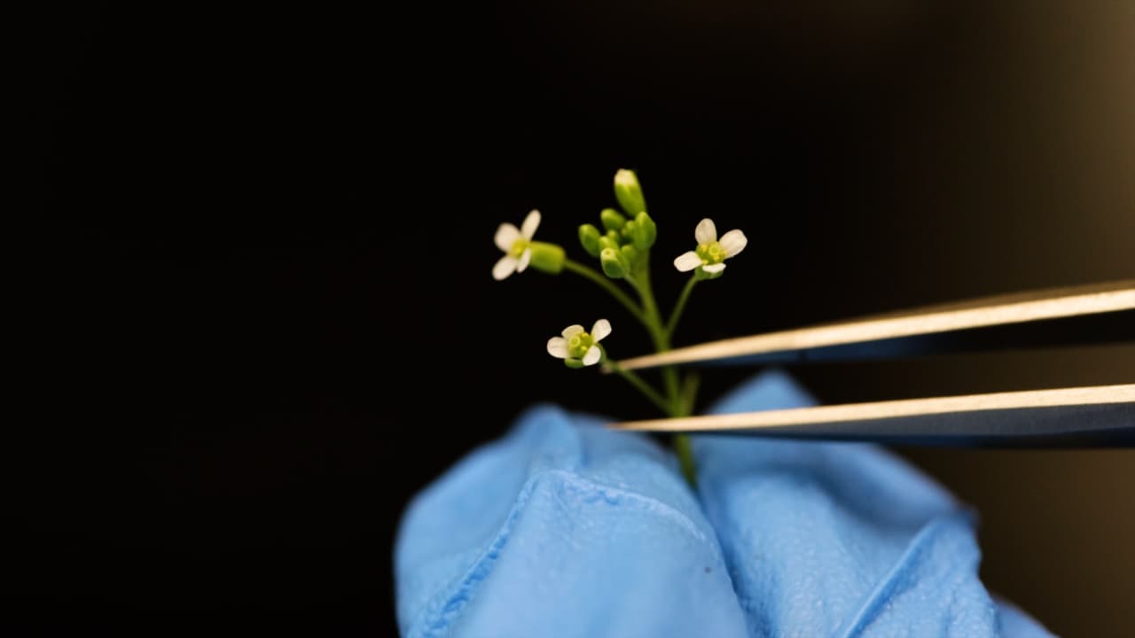 Image-Based Methods to Study Membrane Trafficking Events in Stomatal Lineage Cells