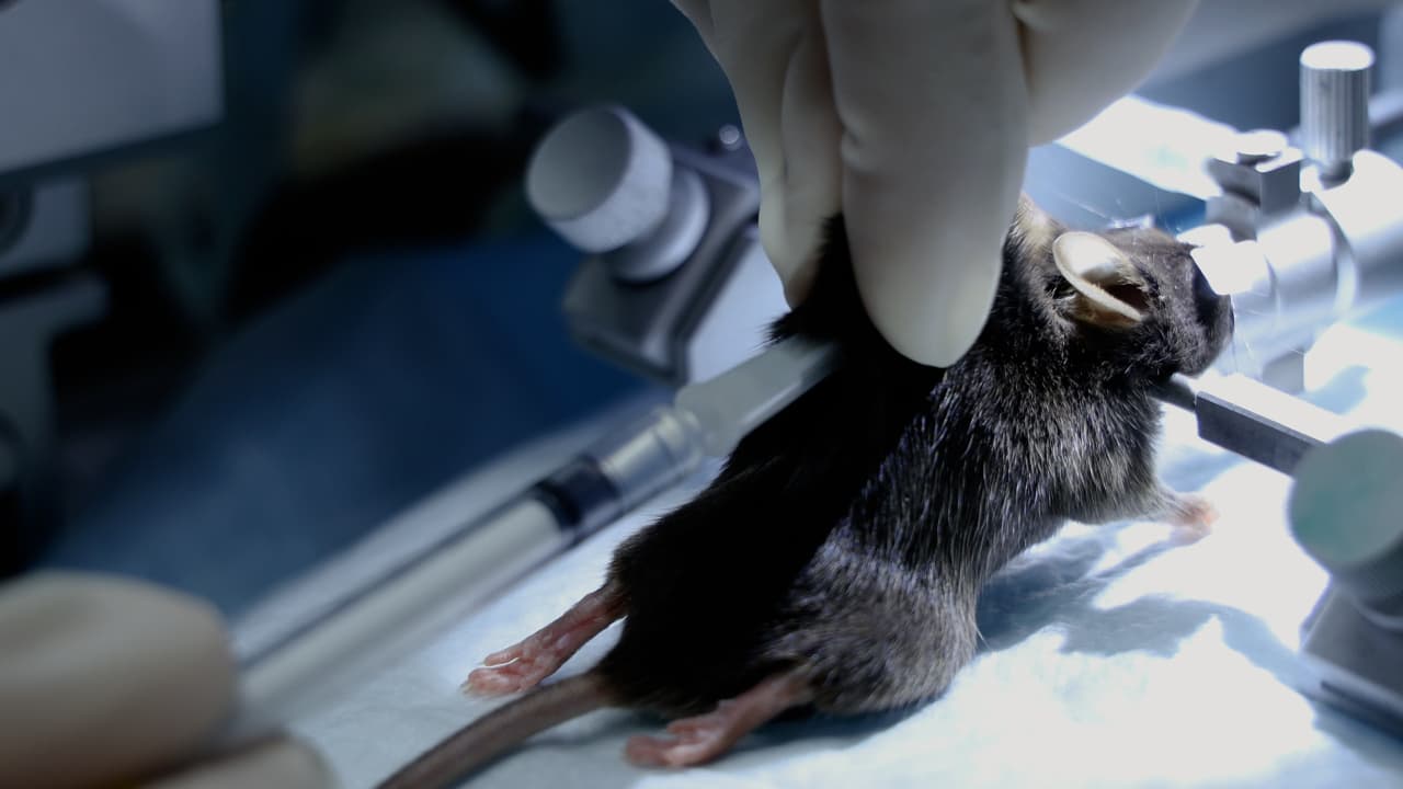 Author Spotlight: An Accurate and Quantitative Approach to Study Visual Feature Selectivity of the Optokinetic Reflex in Mice