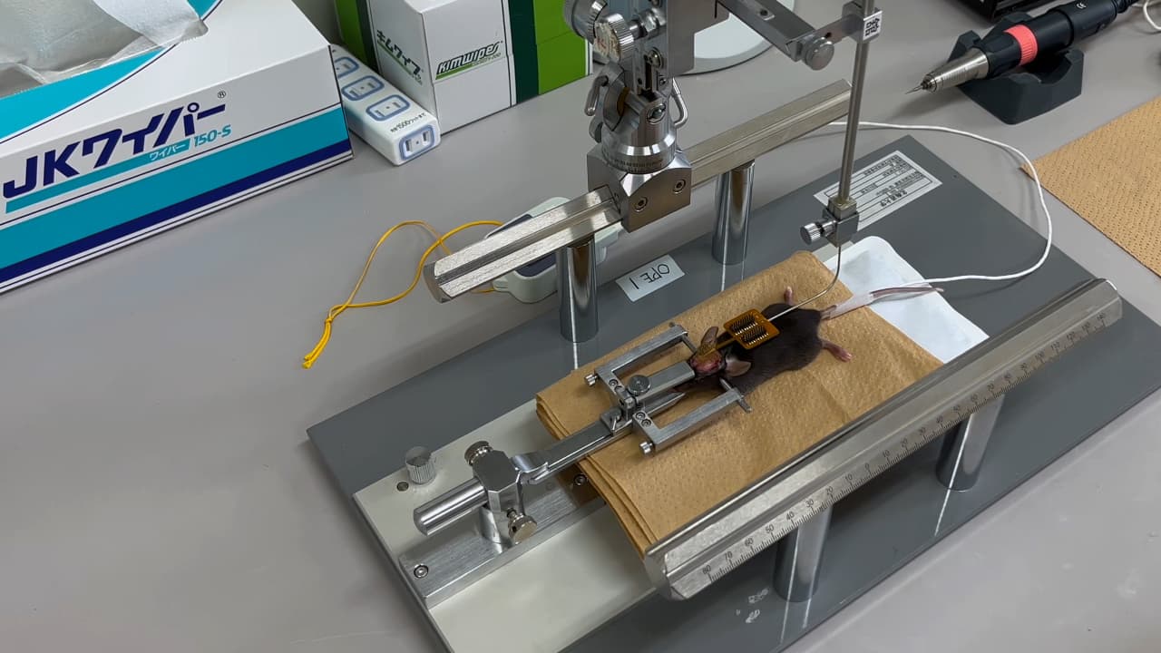 Author Spotlight: Low-Cost Electroencephalographic Recording System Combined with a Millimeter-Sized Coil to Transcranially Stimulate the Mouse Brain In Vivo