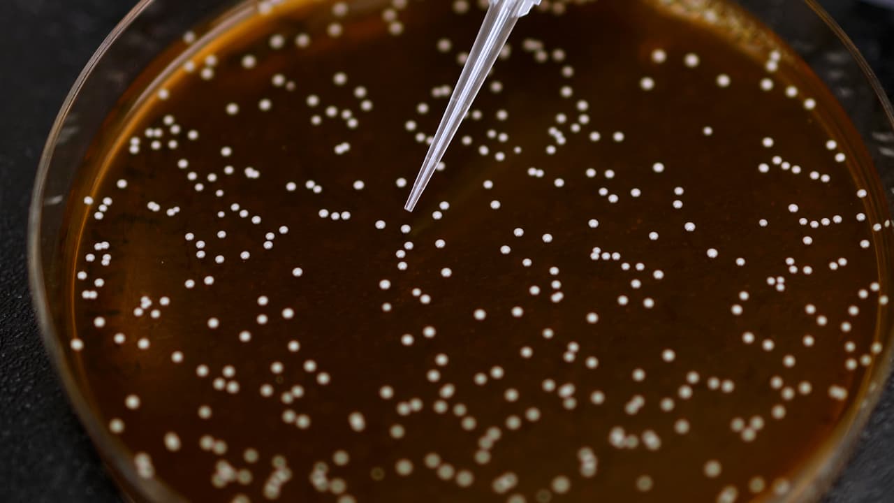 Methods for Electroporation and Transformation Confirmation in Limosilactobacillus reuteri DSM20016