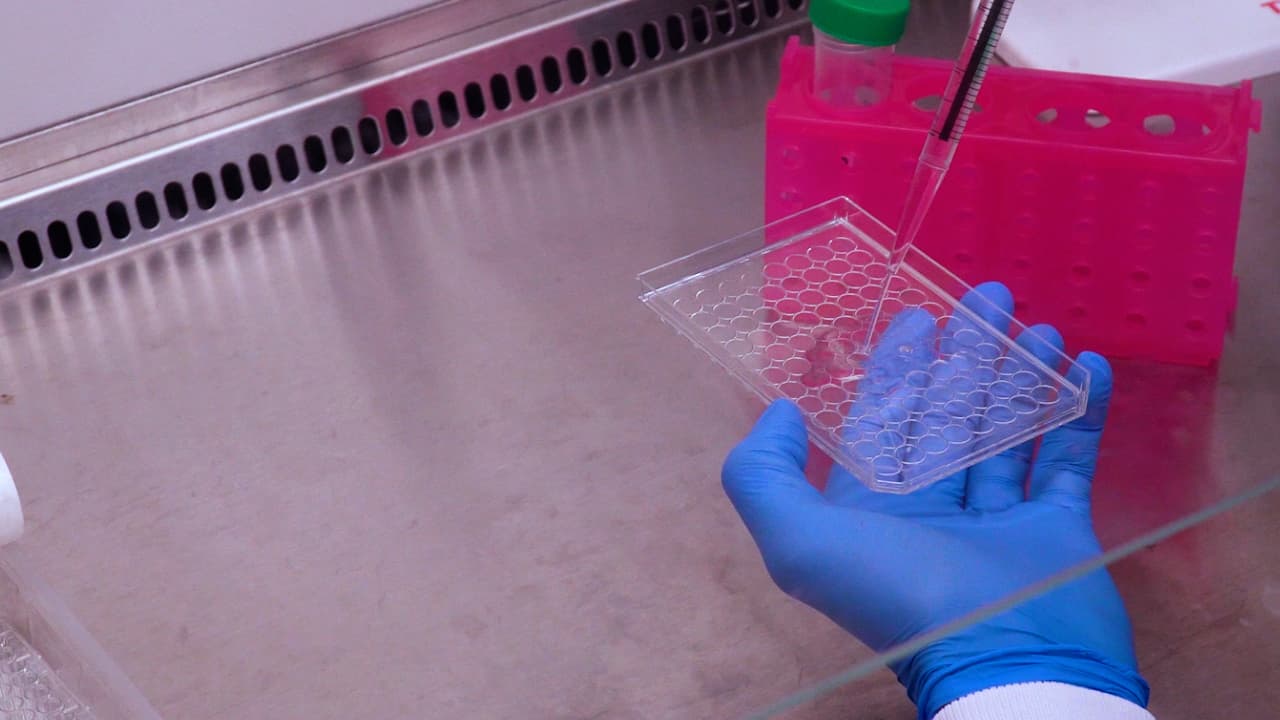 An Adapted Optical Density-Based Microplate Assay for Characterizing Actinobacteriophage Infection