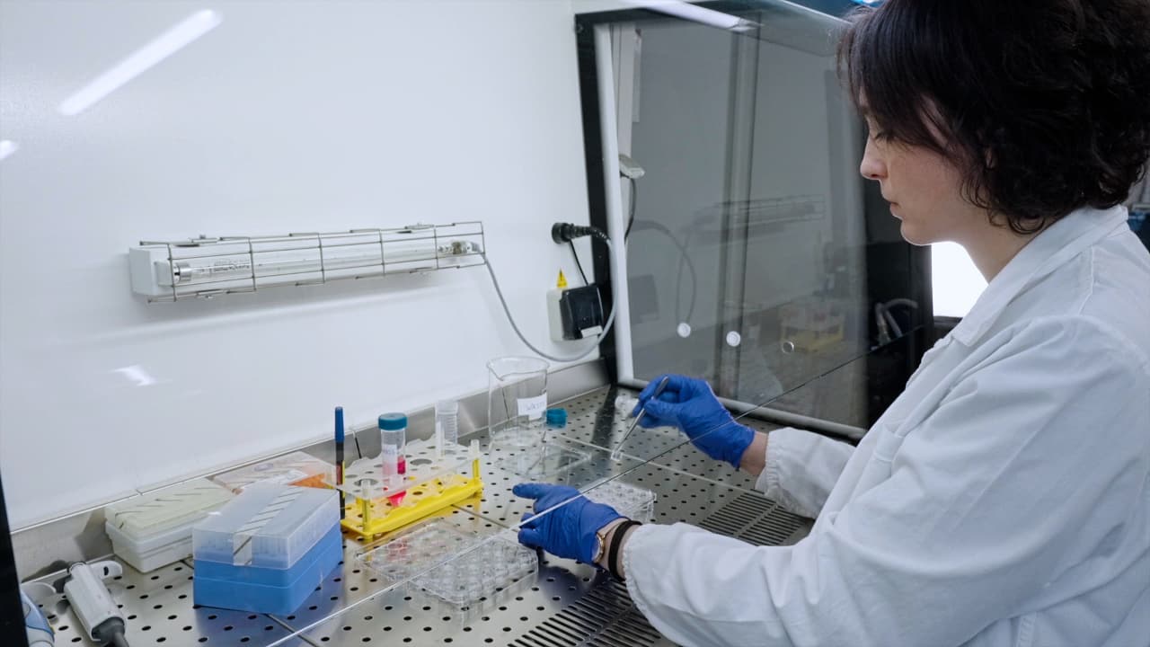 Basic Three-Dimensional (3D) Intestinal Model System with an Immune Component