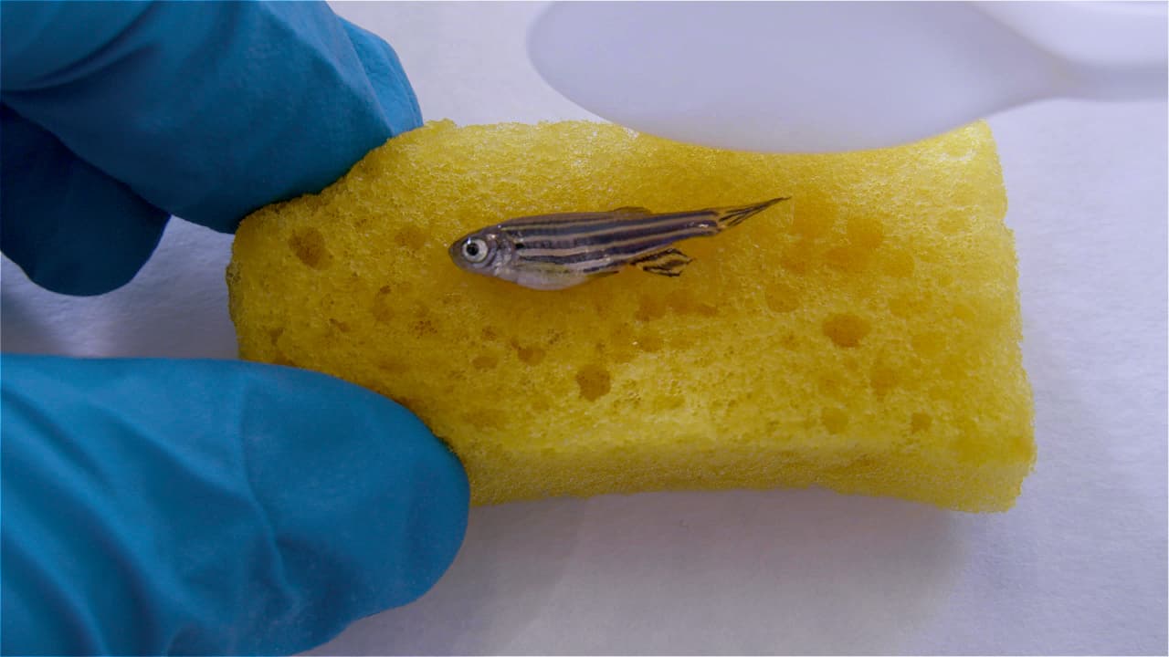A Cryoinjury Model for Studying Skeletal Muscle Regeneration of the Caudal Peduncle in Adult Zebrafish