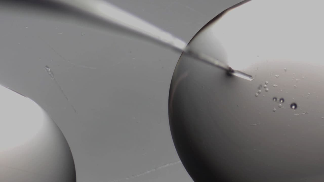 Detection of DNA Double-Stranded Breaks in Mouse Oocytes