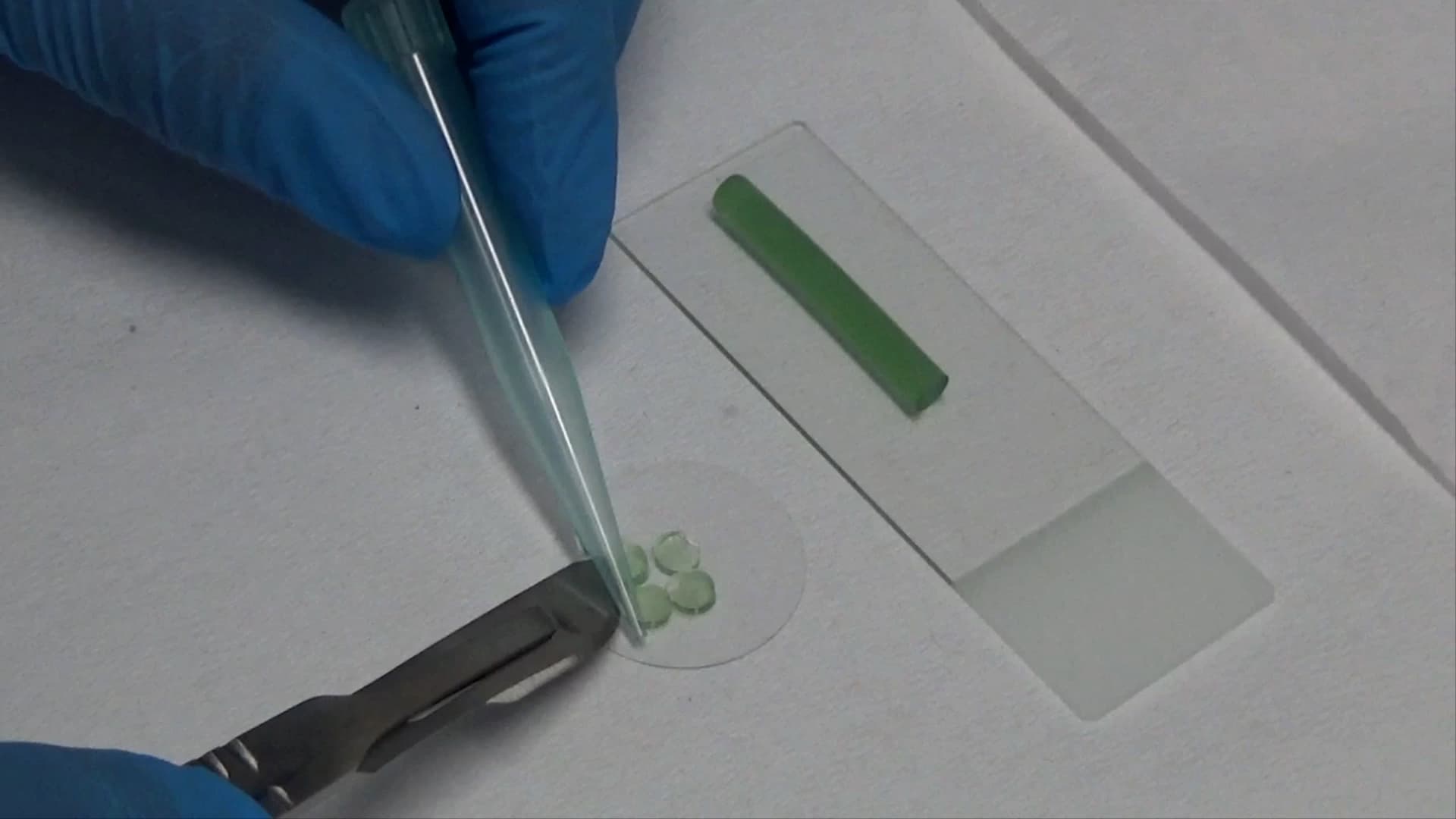 Vertical Immobilization Method for Time-Lapse Microscopy Analysis in Filamentous Cyanobacteria