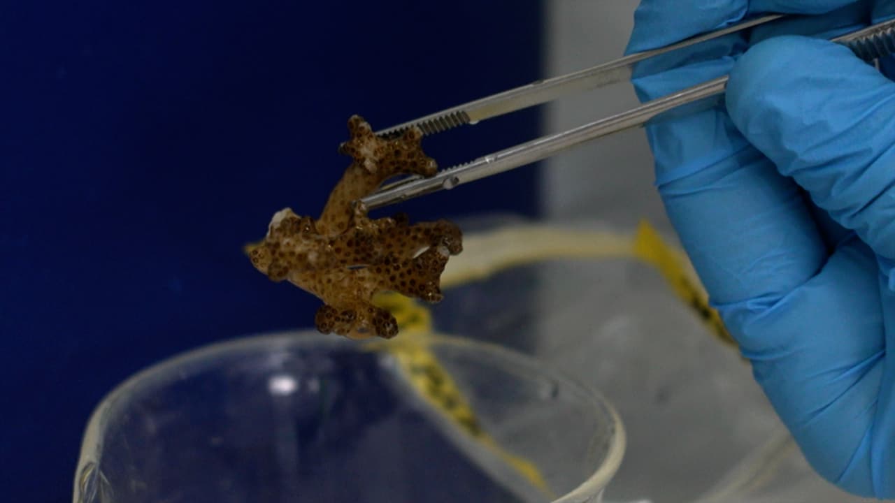 Author Spotlight: Separation of Coral Host Tissues and Algal Symbionts and Analyzing Their Metabolites