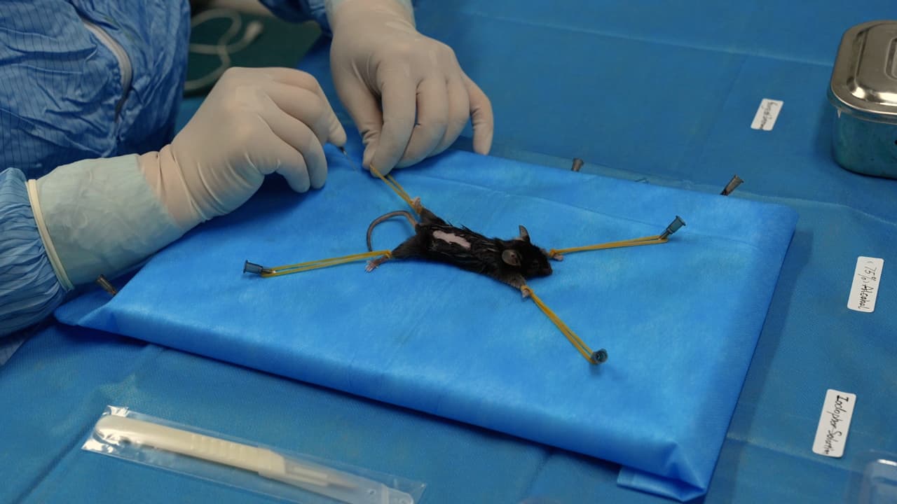 Exploring Independent Effects of Follicle-Stimulating Hormone In Vivo in a Mouse Model