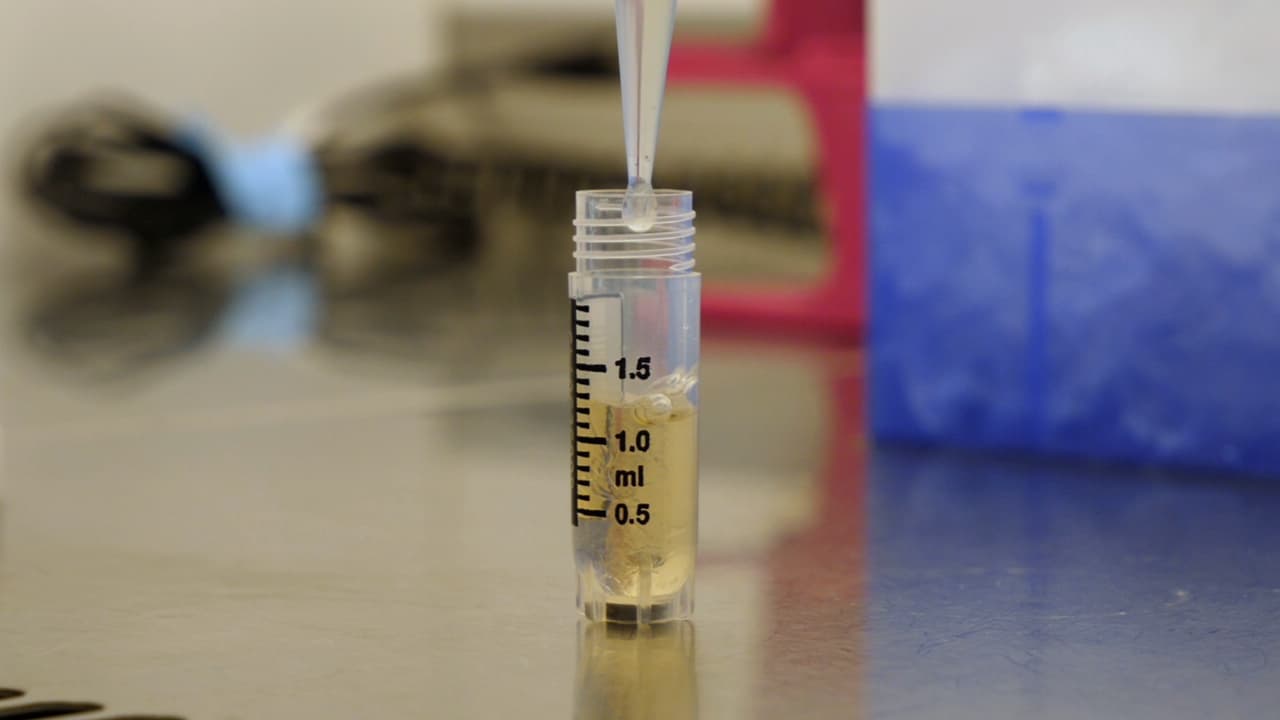 Cryopreservation and Bioenergetic Evaluation of Human Peripheral Blood Mononuclear Cells