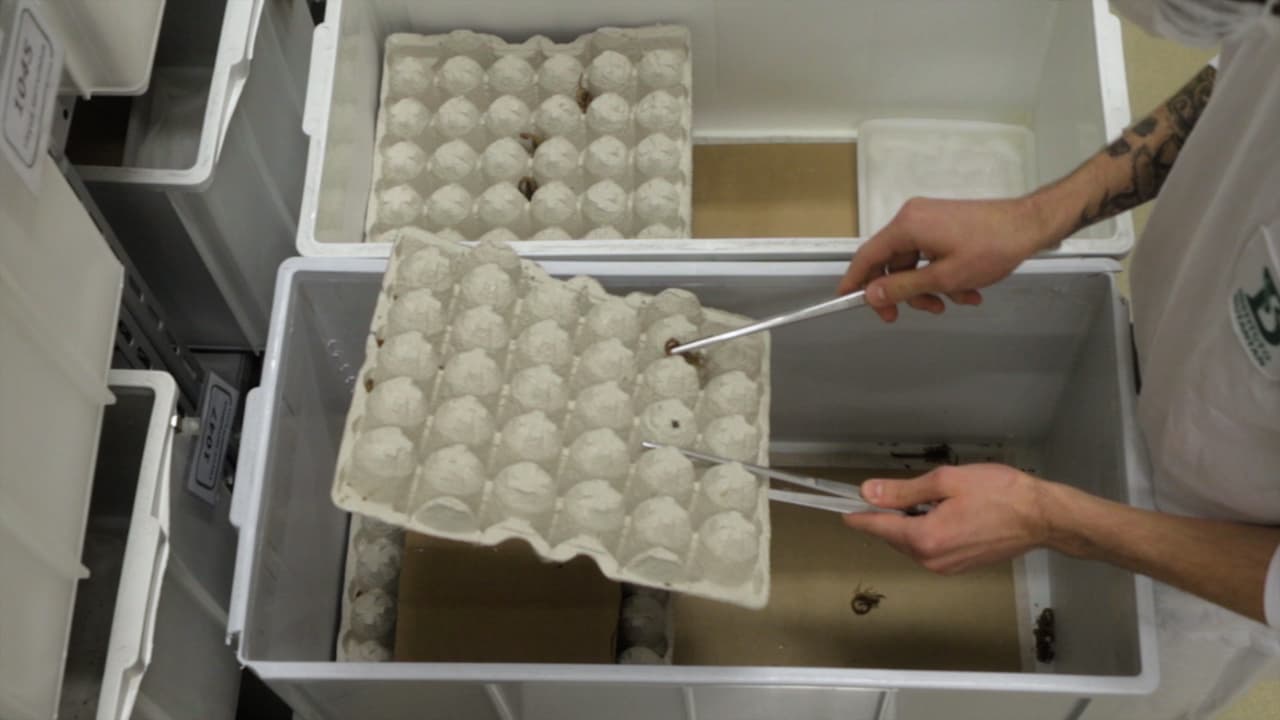Author Spotlight: Optimizing Scorpion Venom Extraction for Antivenom Production