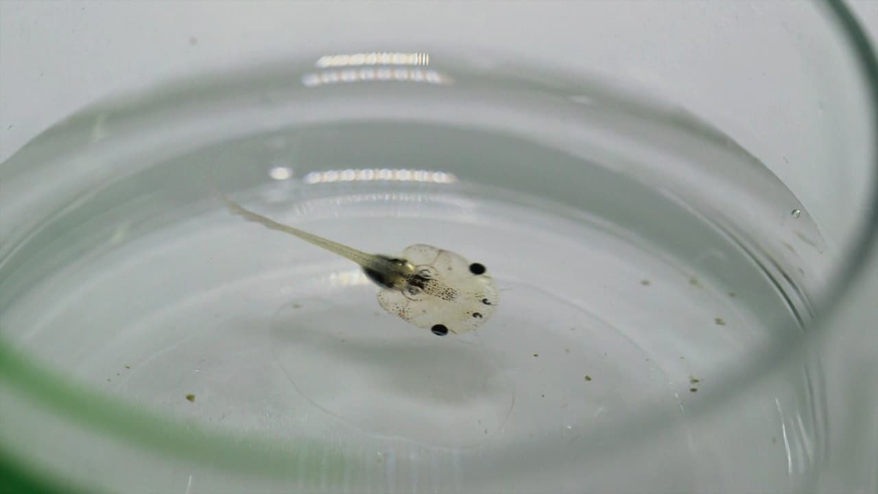 Generating Retinal Injury Models in <em>Xenopus</em> Tadpoles
