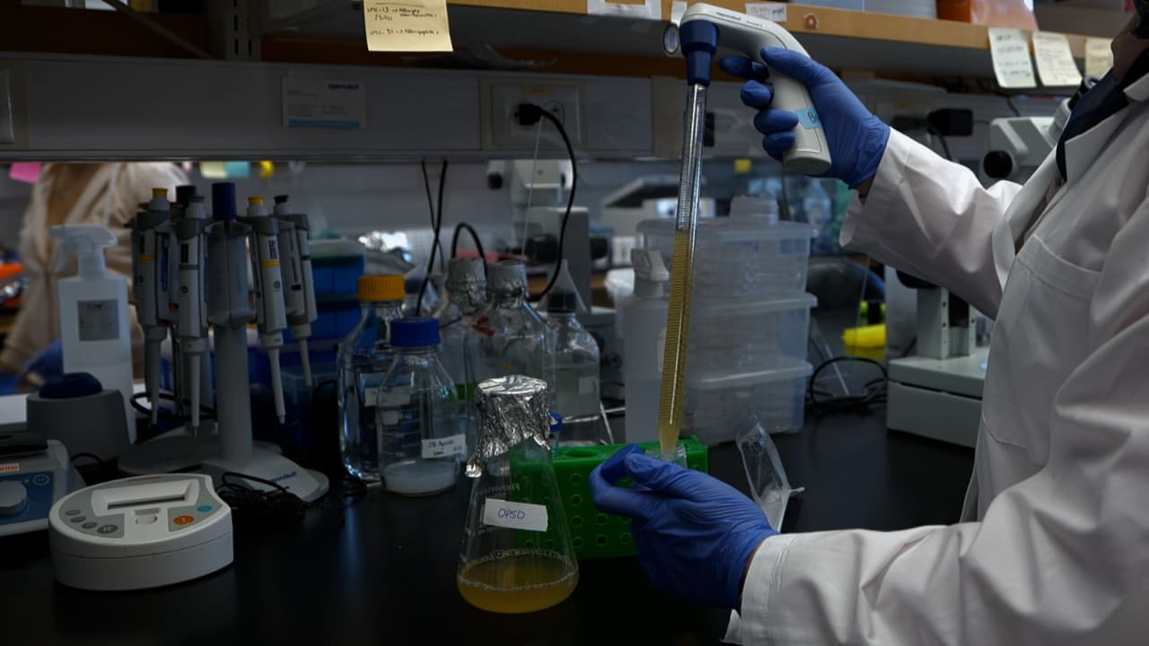 Methodology to Metabolically Inactivate Bacteria for Caenorhabditis elegans Research