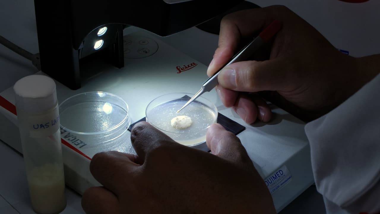Visualizing Monocarboxylates and Other Relevant Metabolites in the <em>Ex Vivo Drosophila</em> Larval Brain Using Genetically Encoded Sensors