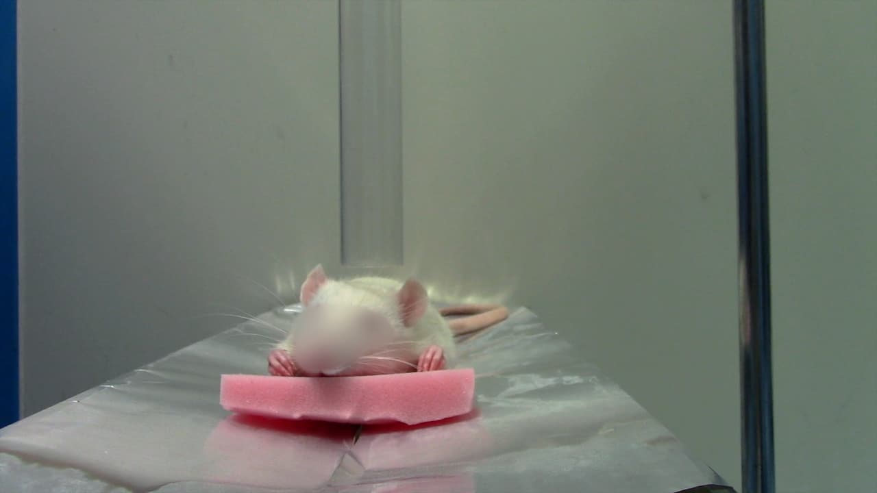Rat Model of Closed-Head Mild Traumatic Injury and its Validation