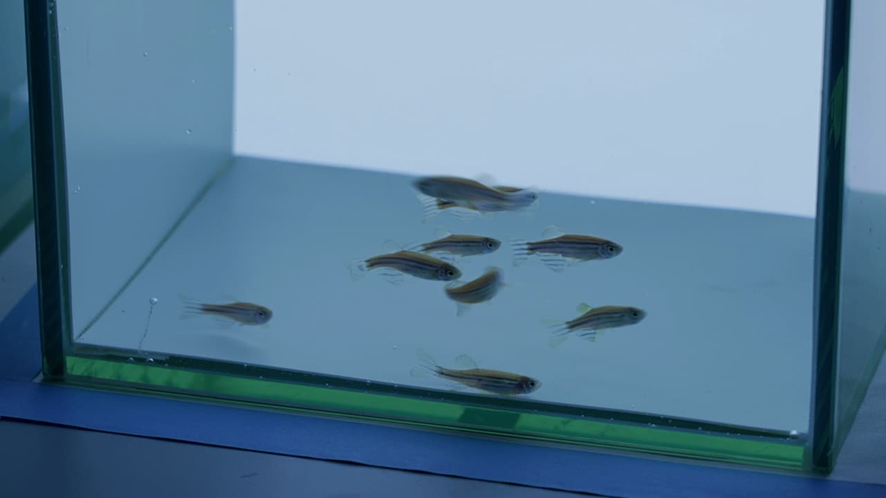 Author Spotlight: Assessment of Environmental and Drug-Induced Behavioral Changes in Adult Zebrafish
