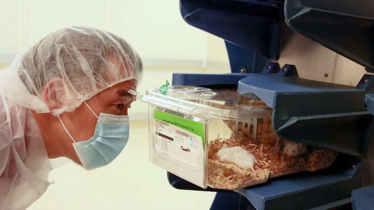 Simplified Intrafemoral Injections Using Live Mice Allow for Continuous Bone Marrow Analysis