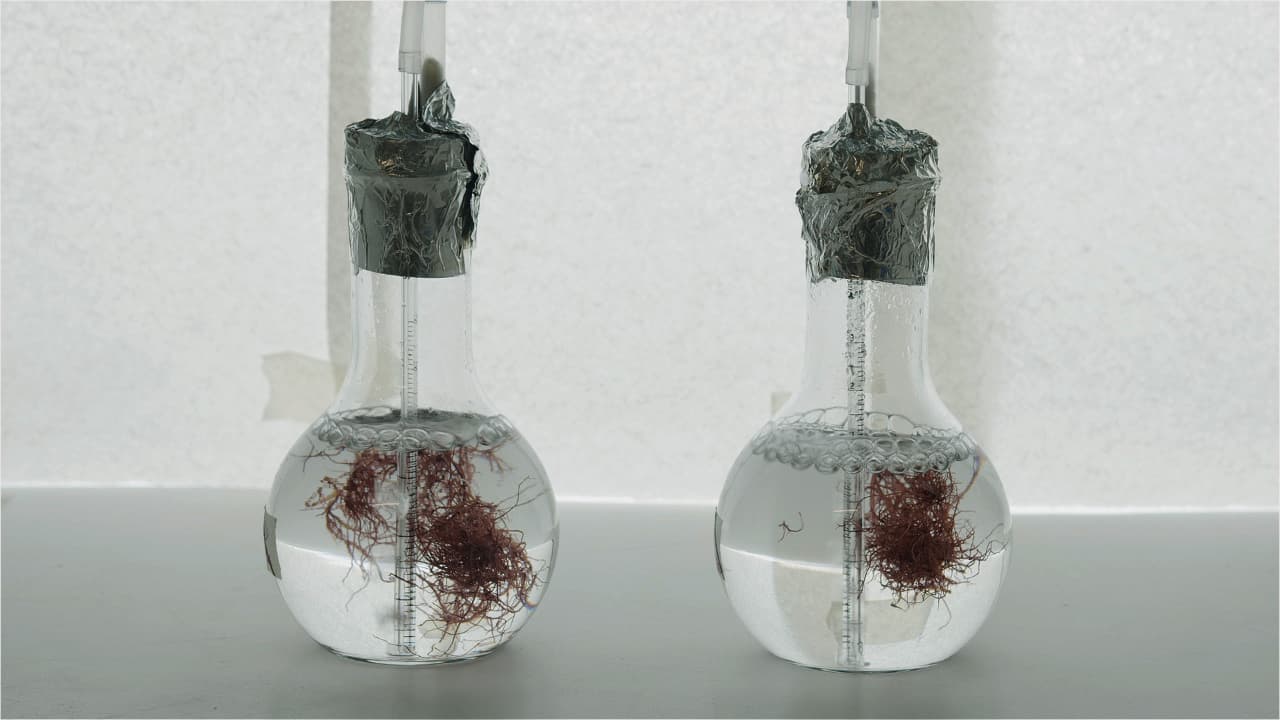Valorization of the Red Seaweed Gracilaria gracilis Through a Biorefinery Approach