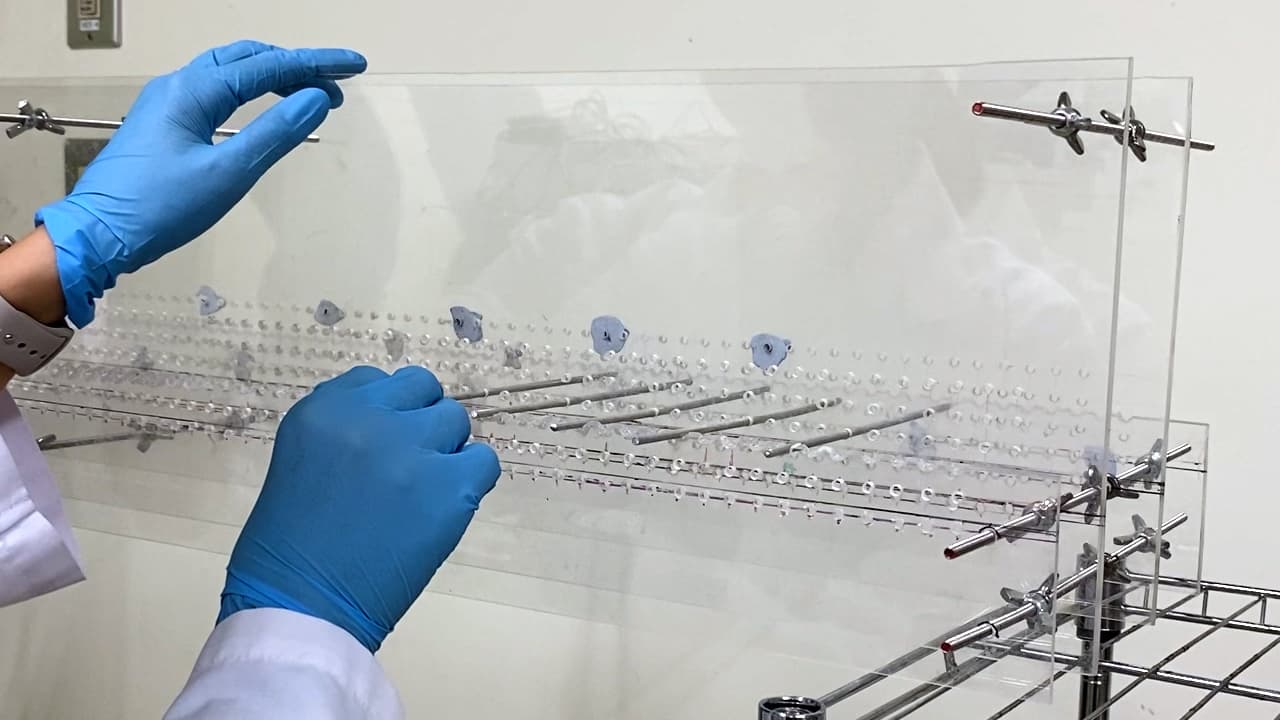 A Versatile, Behavioral Method to Investigate Thyroid Hormone Effects on Cerebellar Function