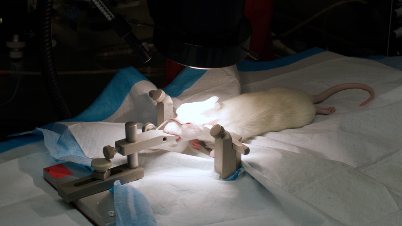 In-Vivo Calcium Imaging of Sensory Neurons in the Rat Trigeminal Ganglion