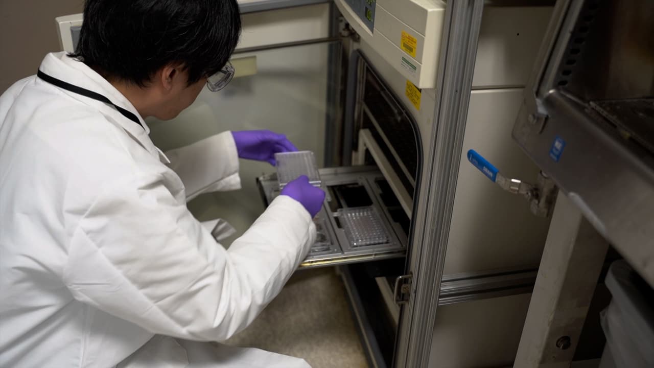 Real-Time High Throughput Technique to Quantify Neutrophil Extracellular Traps Formation in Human Neutrophils