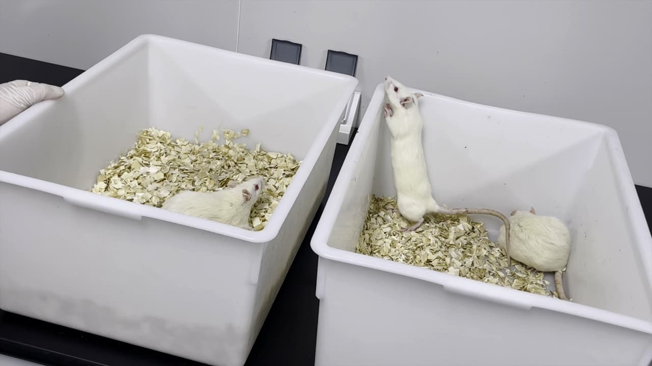 Author Spotlight: Developing an Efficient Blood Collection Method in Non-Anesthetized Rats