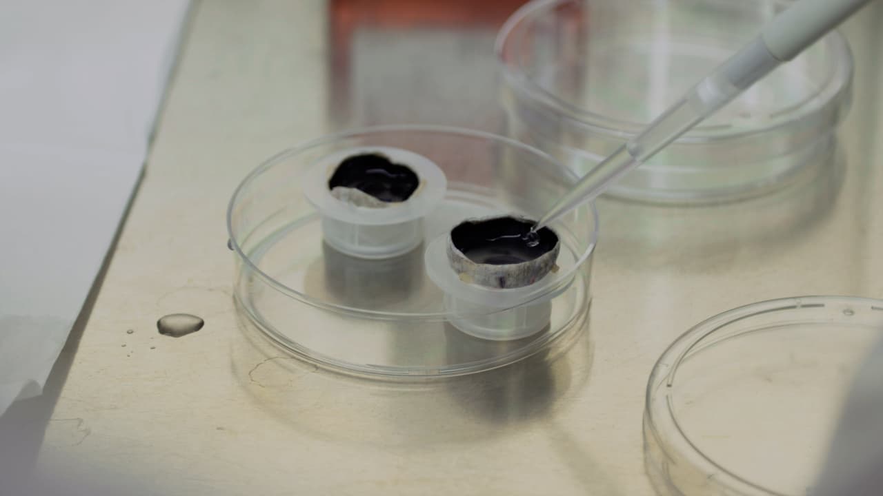 Isolation of Primary Porcine Retinal Pigment Epithelial Cells for <em>In Vitro</em> Modeling