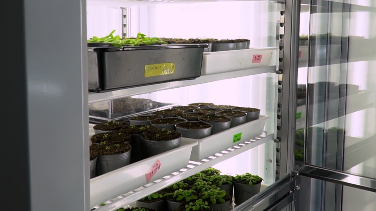 Direct Observation and Automated Measurement of Stomatal Responses to <em>Pseudomonas syringae</em> pv. <em>tomato</em> DC3000 in <em>Arabidopsis thaliana</em>