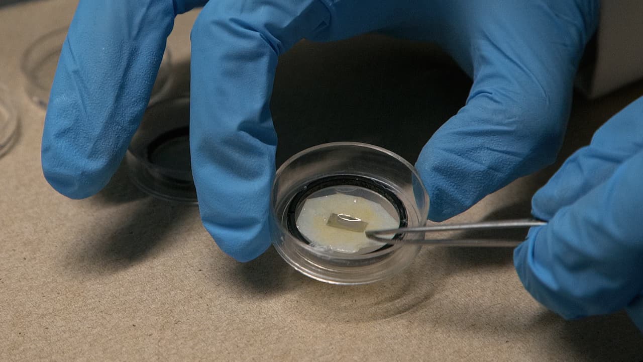 Monitoring the Mechanical Evolution of Tissue During Neural Tube Closure of Chick Embryo