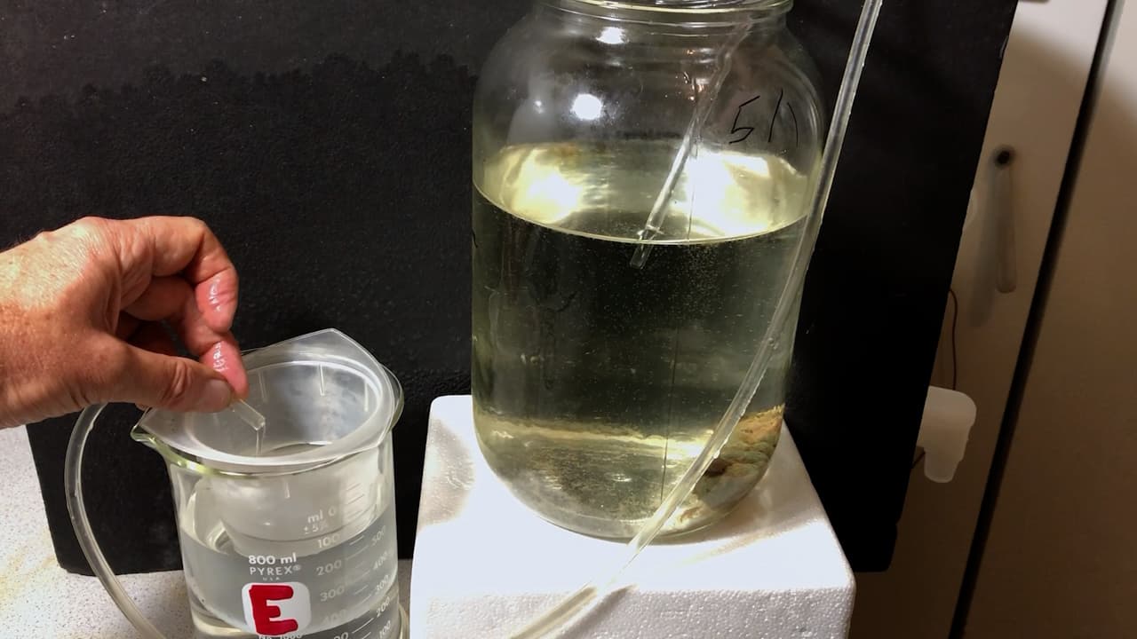 Author Spotlight: Bridging the Gap Between Field Observations and Lab Manipulations in Larval Ecology Research