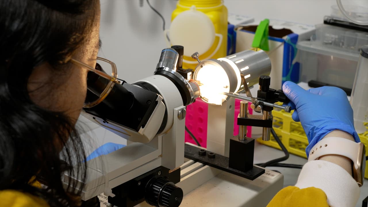 Fluorescence Micropipette Aspiration Assay to Investigate Red Blood Cell Mechanosensing