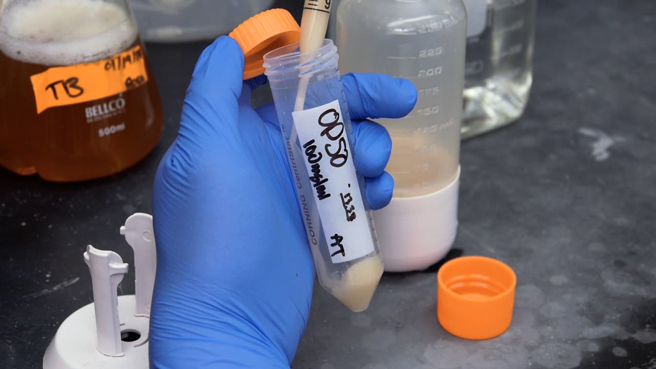 Quantifying Food Intake in Caenorhabditis elegans by Measuring Bacterial Clearance